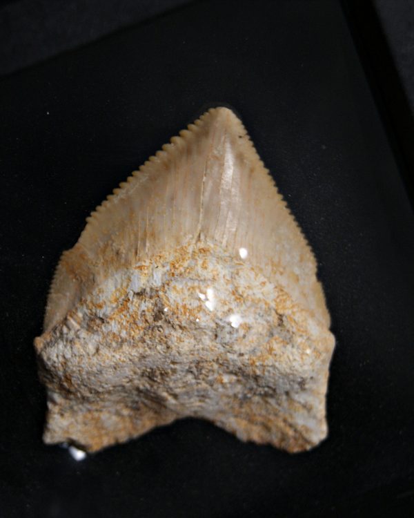 Squalicorax (“tiburón cuervo”)