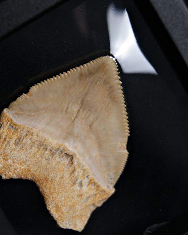 Squalicorax (“tiburón cuervo”)