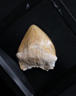 Squalicorax (“tiburón cuervo”)