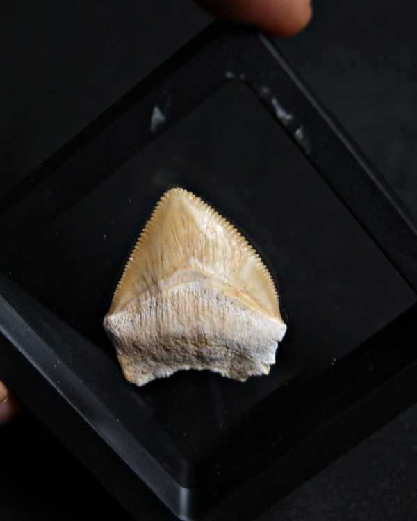 Squalicorax (“tiburón cuervo”)