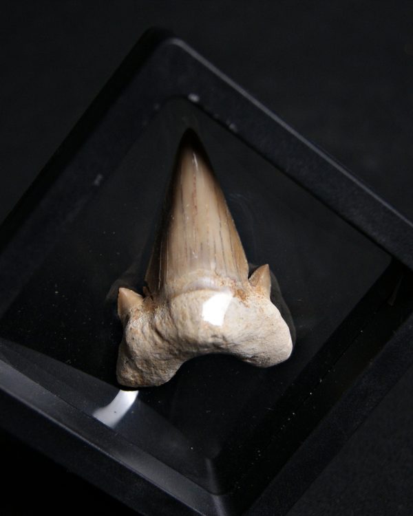 Diente de Otodus obliquus