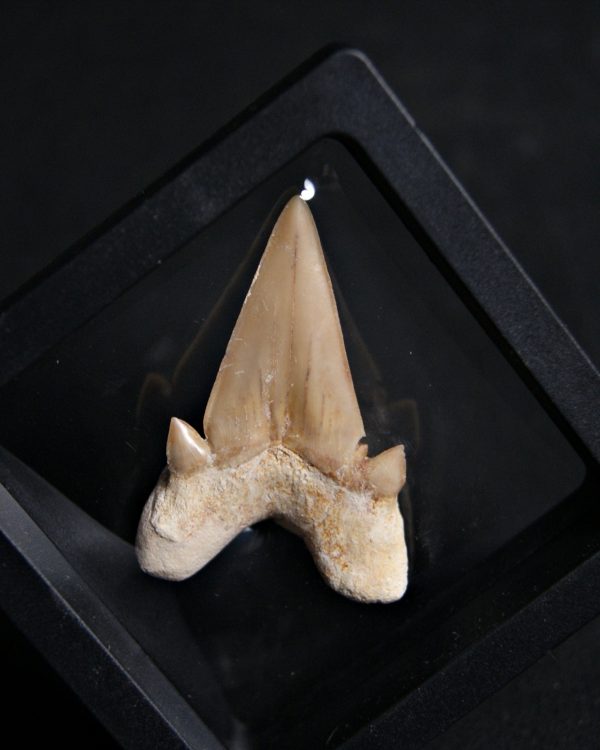 Diente de Otodus obliquus