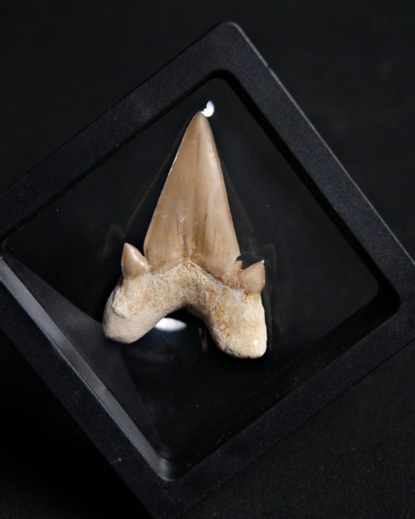 Diente de Otodus obliquus