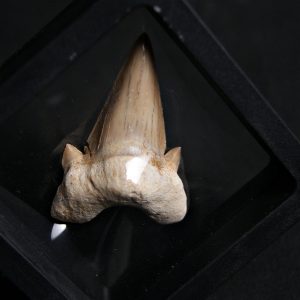 Diente de Otodus obliquus