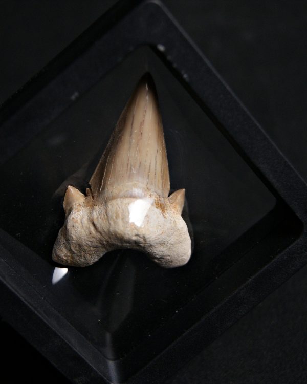 Diente de Otodus obliquus