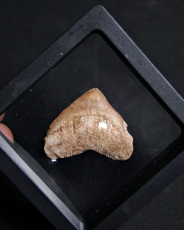 Squalicorax (“tiburón cuervo”)