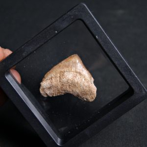 Squalicorax (“tiburón cuervo”)