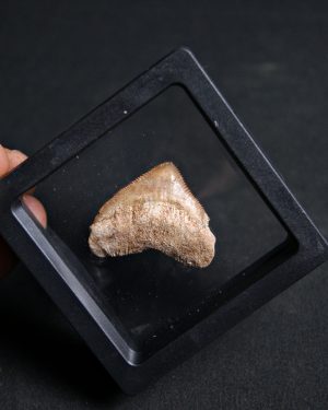 Squalicorax (“tiburón cuervo”)