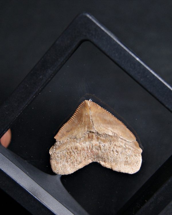 Squalicorax (“tiburón cuervo”)