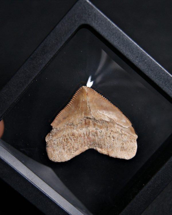 Squalicorax (“tiburón cuervo”)