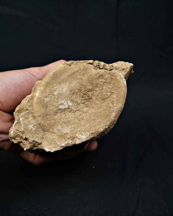 Vértebra de gran tamaño de Mosasaurus