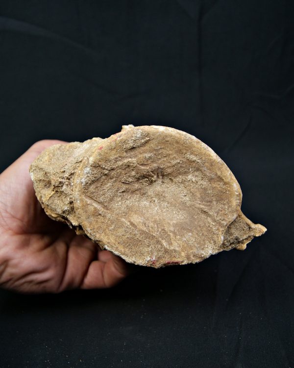 Vértebra de gran tamaño de Mosasaurus