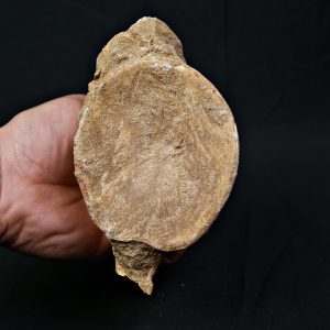 Vértebra de gran tamaño de Mosasaurus