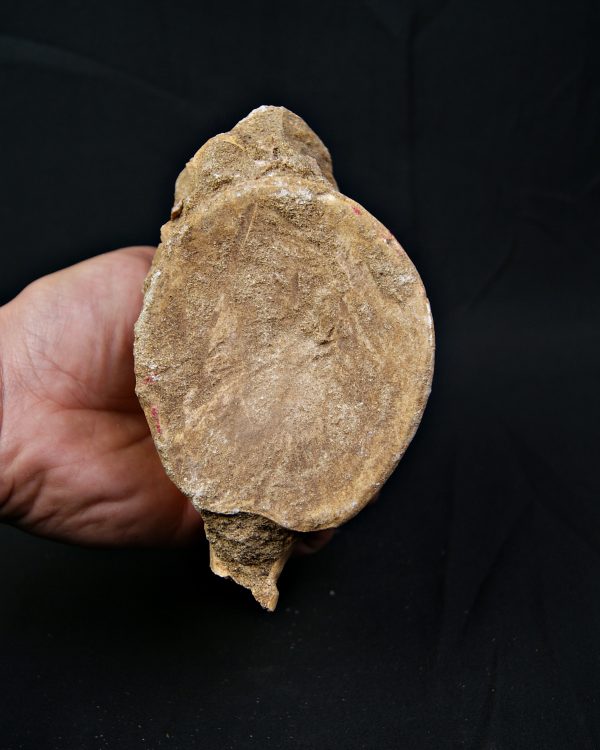 Vértebra de gran tamaño de Mosasaurus