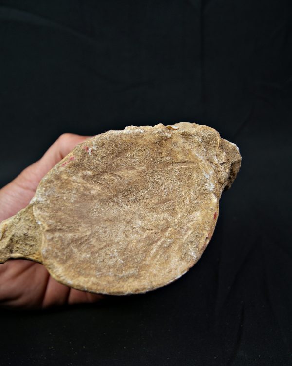 Vértebra de gran tamaño de Mosasaurus