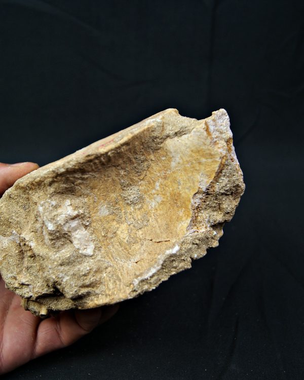 Vértebra de gran tamaño de Mosasaurus