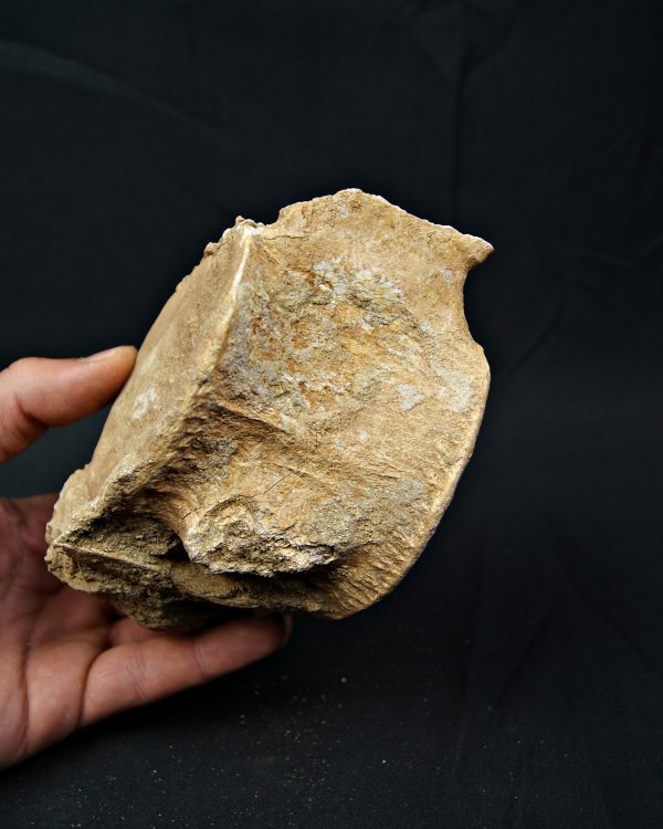 Vértebra de gran tamaño de Mosasaurus