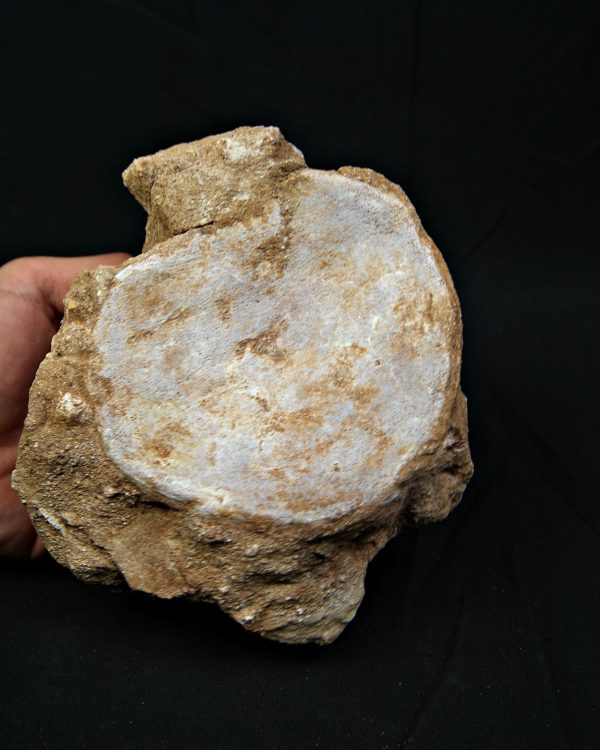 Vértebra de gran tamaño de Mosasaurus