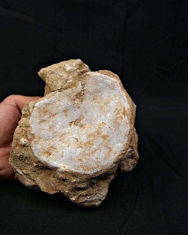 Vértebra de gran tamaño de Mosasaurus