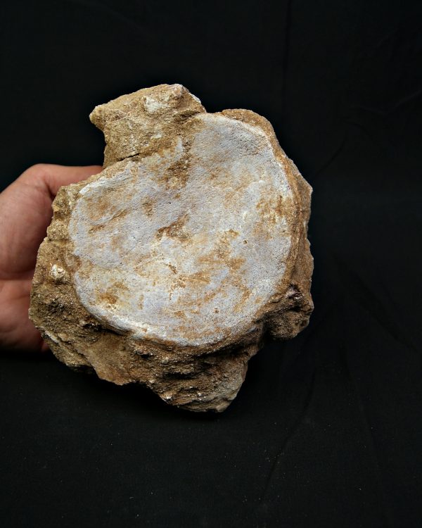 Vértebra de gran tamaño de Mosasaurus