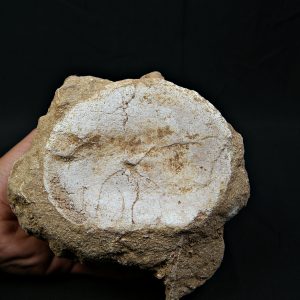 Vértebra de gran tamaño de Mosasaurus