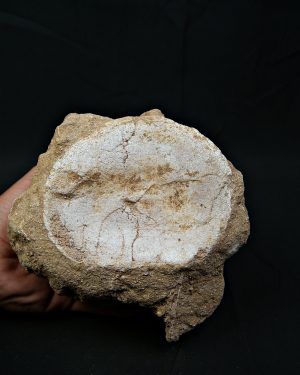 Vértebra de gran tamaño de Mosasaurus