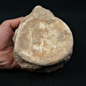 Vértebra de gran tamaño de Mosasaurus