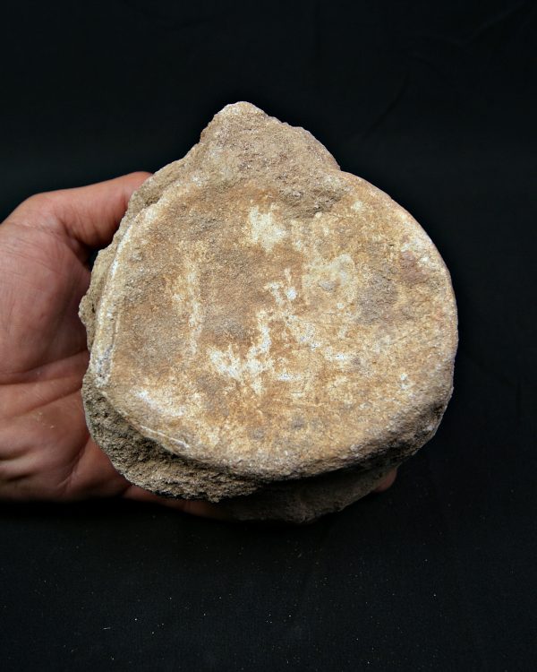 Vértebra de gran tamaño de Mosasaurus