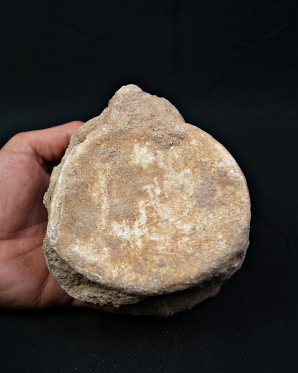 Vértebra de gran tamaño de Mosasaurus