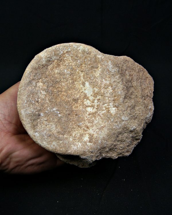 Vértebra de gran tamaño de Mosasaurus