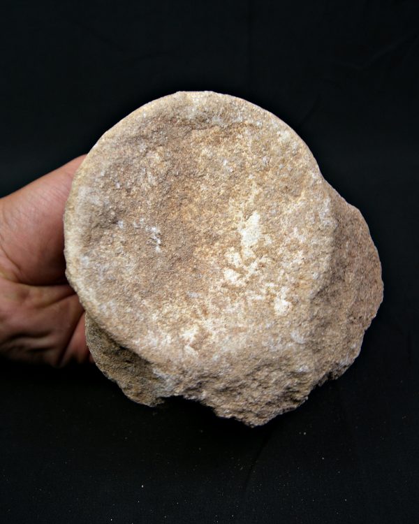 Vértebra de gran tamaño de Mosasaurus