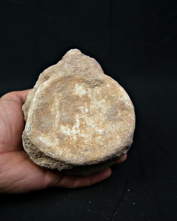 Vértebra de gran tamaño de Mosasaurus