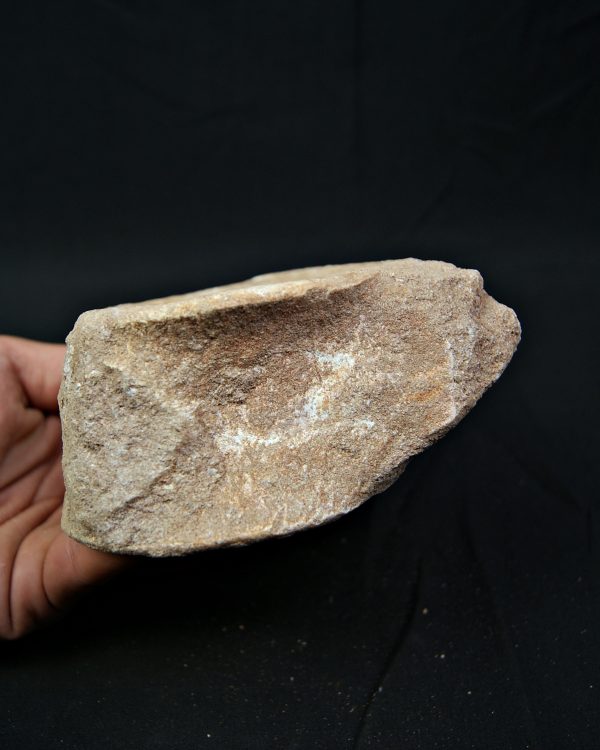 Vértebra de gran tamaño de Mosasaurus