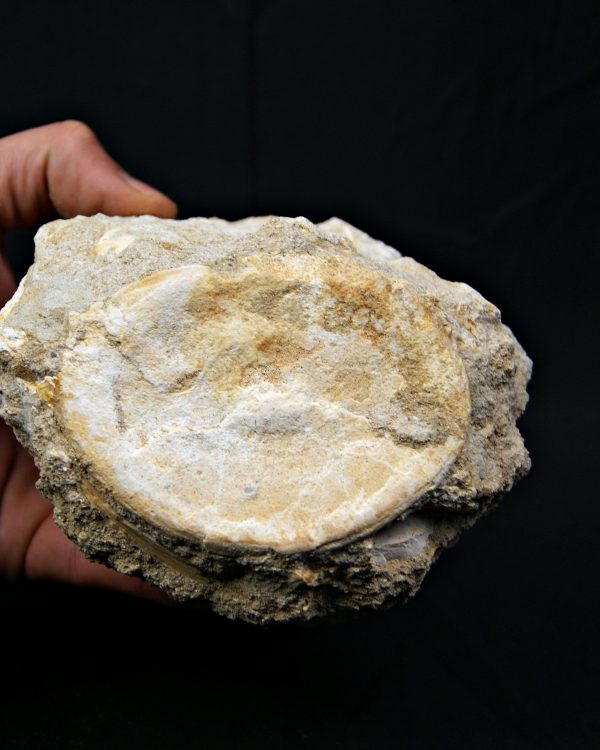 Vértebra de gran tamaño de Mosasaurus