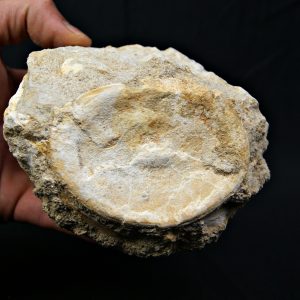 Vértebra de gran tamaño de Mosasaurus