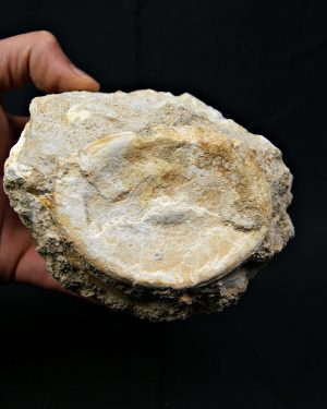 Vértebra de gran tamaño de Mosasaurus