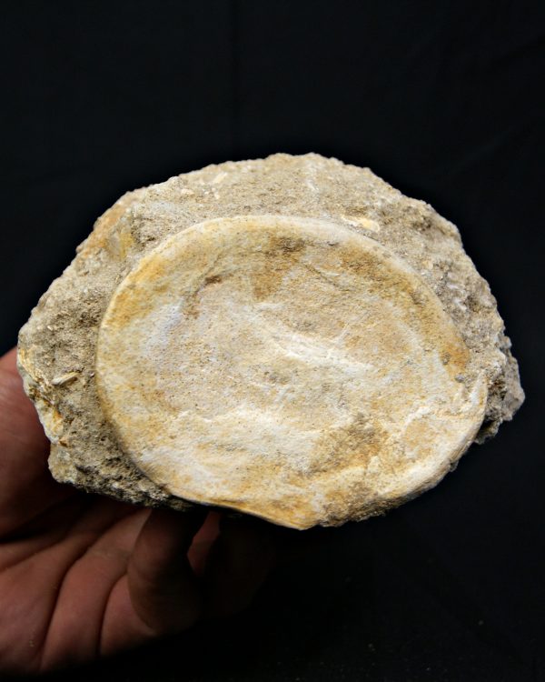 Vértebra de gran tamaño de Mosasaurus