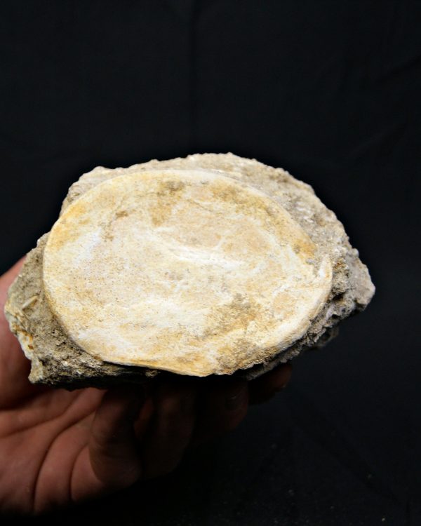 Vértebra de gran tamaño de Mosasaurus