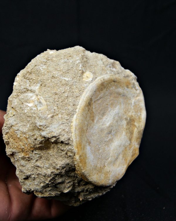 Vértebra de gran tamaño de Mosasaurus