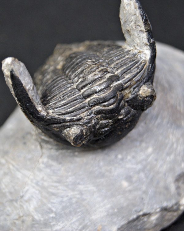 Hollardops mesocristatus