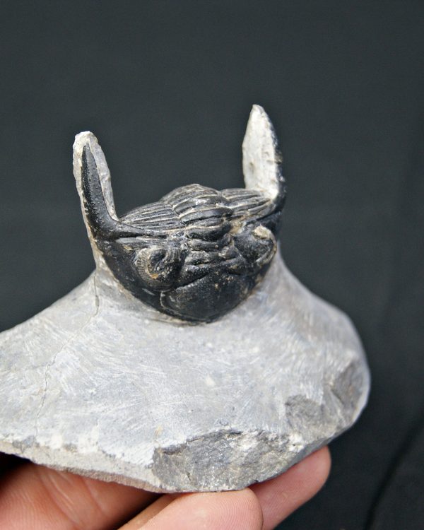 Hollardops mesocristatus