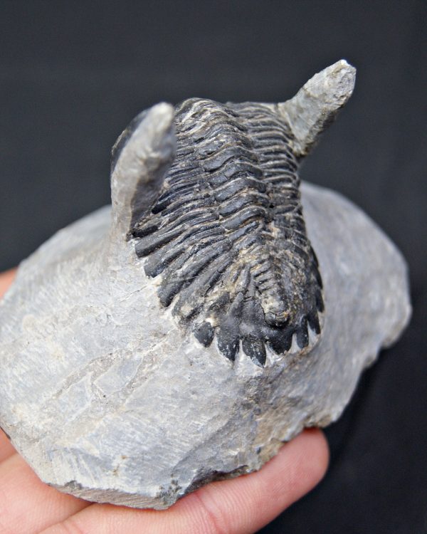 Hollardops mesocristatus