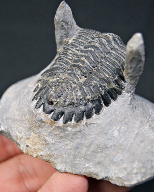 Hollardops mesocristatus