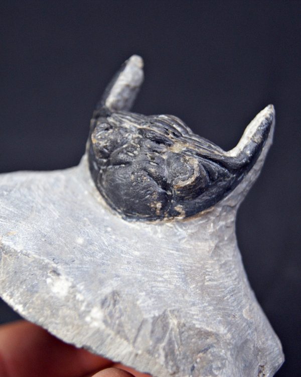 Hollardops mesocristatus