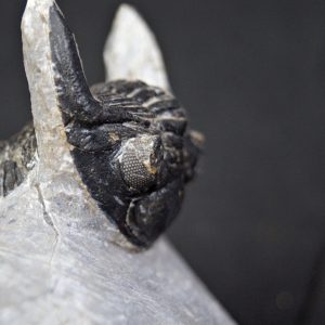 Hollardops mesocristatus