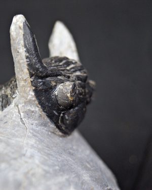 Hollardops mesocristatus