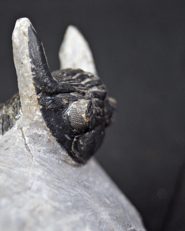 Hollardops mesocristatus