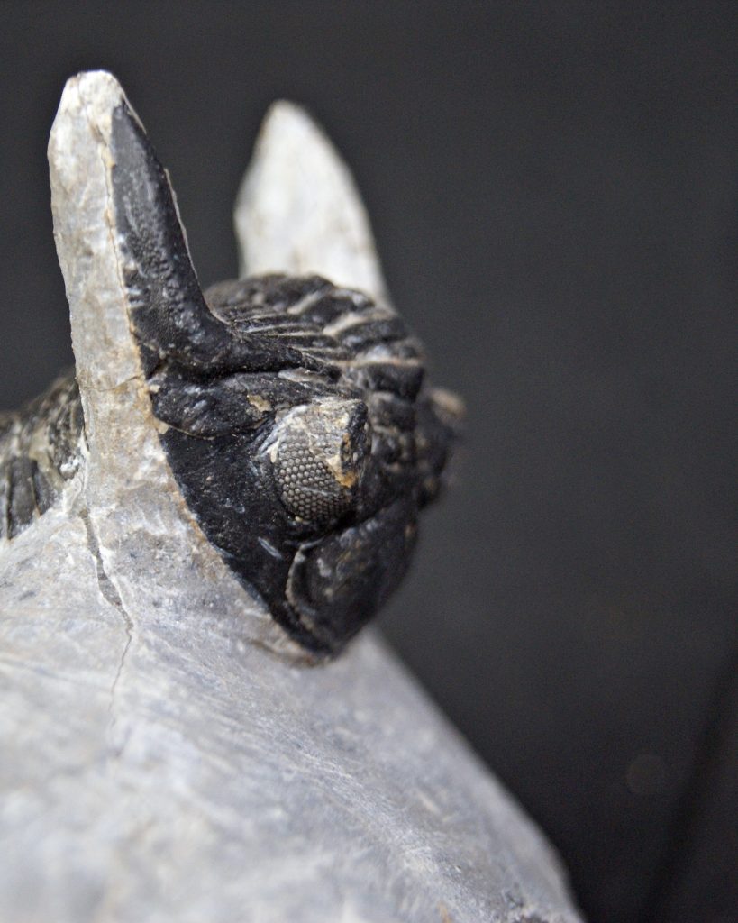 Hollardops mesocristatus