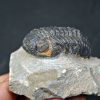 Espectacular trilobite Phacops
