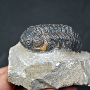 Espectacular trilobite Phacops